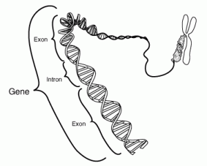 exon_and_intron