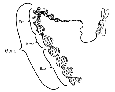 Post image for Autism Genetic Research Hyped by Media